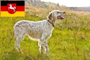 Read more about the article English Setter Züchter und Welpen in Niedersachsen