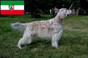 Read more about the article English Setter Züchter und Welpen in Nordrhein-Westfalen