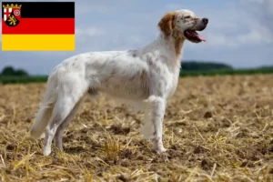 Read more about the article English Setter Züchter und Welpen in Rheinland-Pfalz