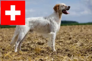 Read more about the article English Setter Züchter und Welpen in der Schweiz