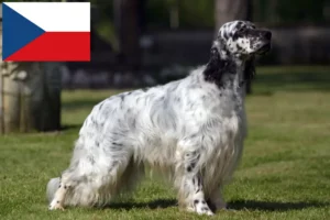 Read more about the article English Setter Züchter und Welpen in Tschechien