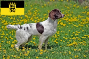 Read more about the article English Springer Spaniel Züchter und Welpen in Baden-Württemberg