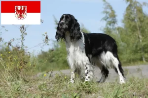 Read more about the article English Springer Spaniel Züchter und Welpen in Brandenburg