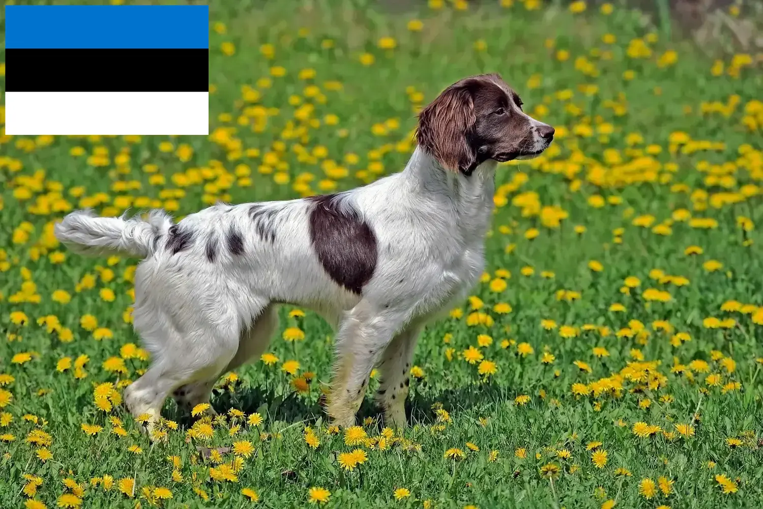 English Springer Spaniel Welpen und Züchter Estland Hier findest Du English Springer Spaniels Züchter in Estland.