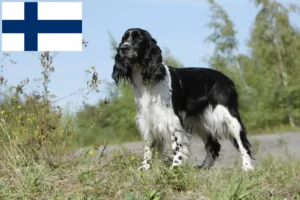 Read more about the article English Springer Spaniel Züchter und Welpen in Finnland