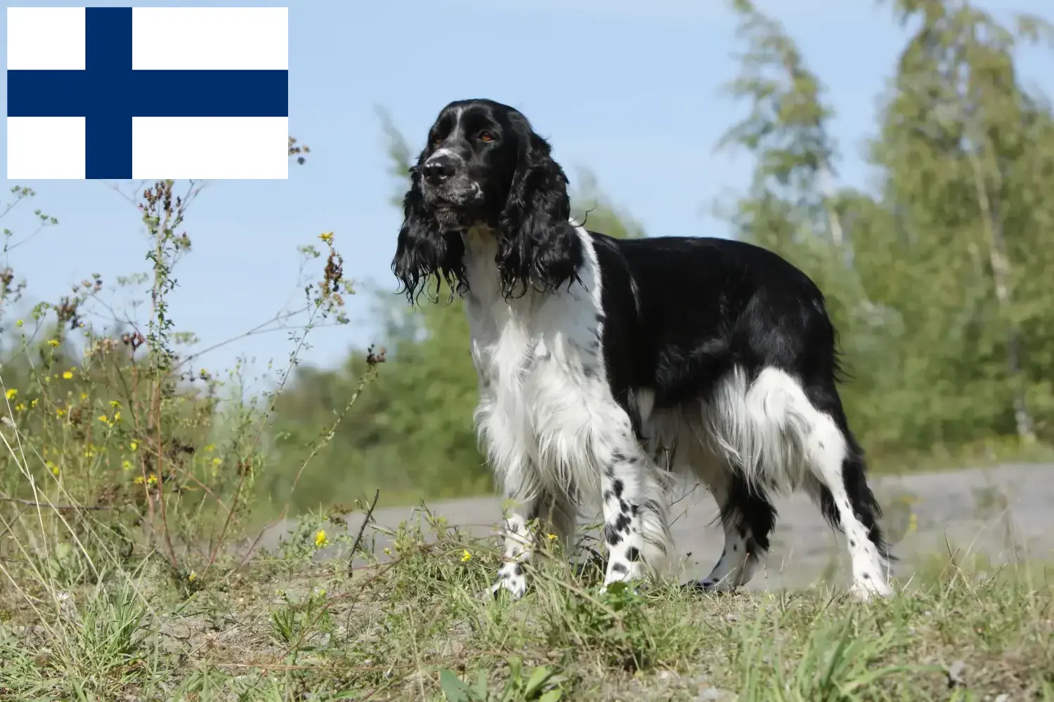 English Springer Spaniel Welpen und Züchter Finnland Hier findest Du English Springer Spaniels Züchter in Finnland.