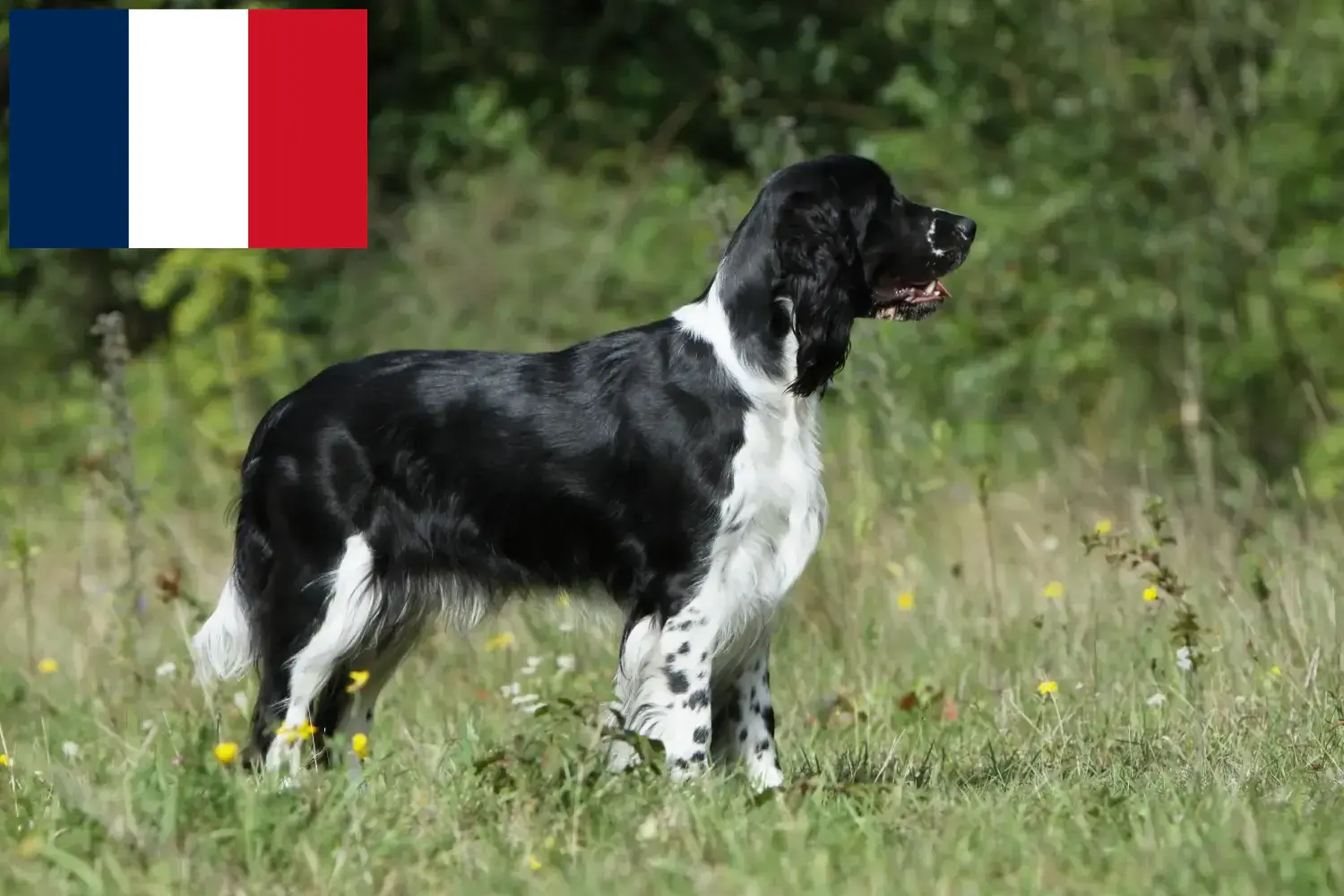 English Springer Spaniel Welpen und Züchter Frankreich Hier findest Du English Springer Spaniels Züchter in Frankreich.