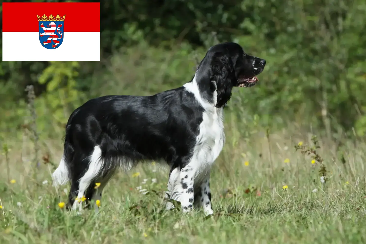 English Springer Spaniel Welpen und Züchter Hessen Hier findest Du English Springer Spaniels Züchter in Hessen.