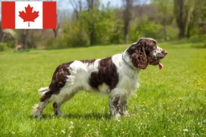 Read more about the article English Springer Spaniel Züchter und Welpen in Kanada