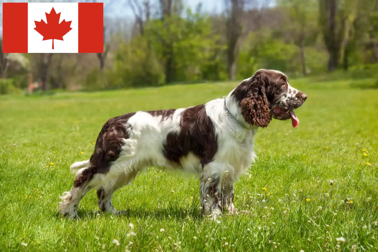 English Springer Spaniel Welpen und Züchter Kanada Hier findest Du English Springer Spaniels Züchter in Kanada.