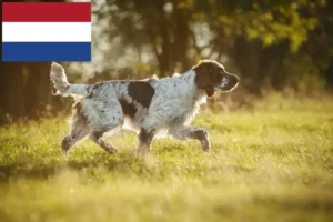 Read more about the article English Springer Spaniel Züchter und Welpen in den Niederlanden