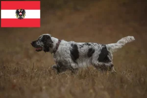 Mehr über den Artikel erfahren English Springer Spaniel Züchter und Welpen in Österreich