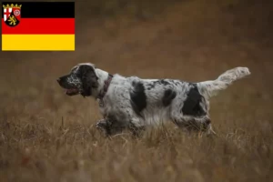 Read more about the article English Springer Spaniel Züchter und Welpen in Rheinland-Pfalz