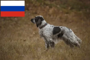 Read more about the article English Springer Spaniel Züchter und Welpen in Russland