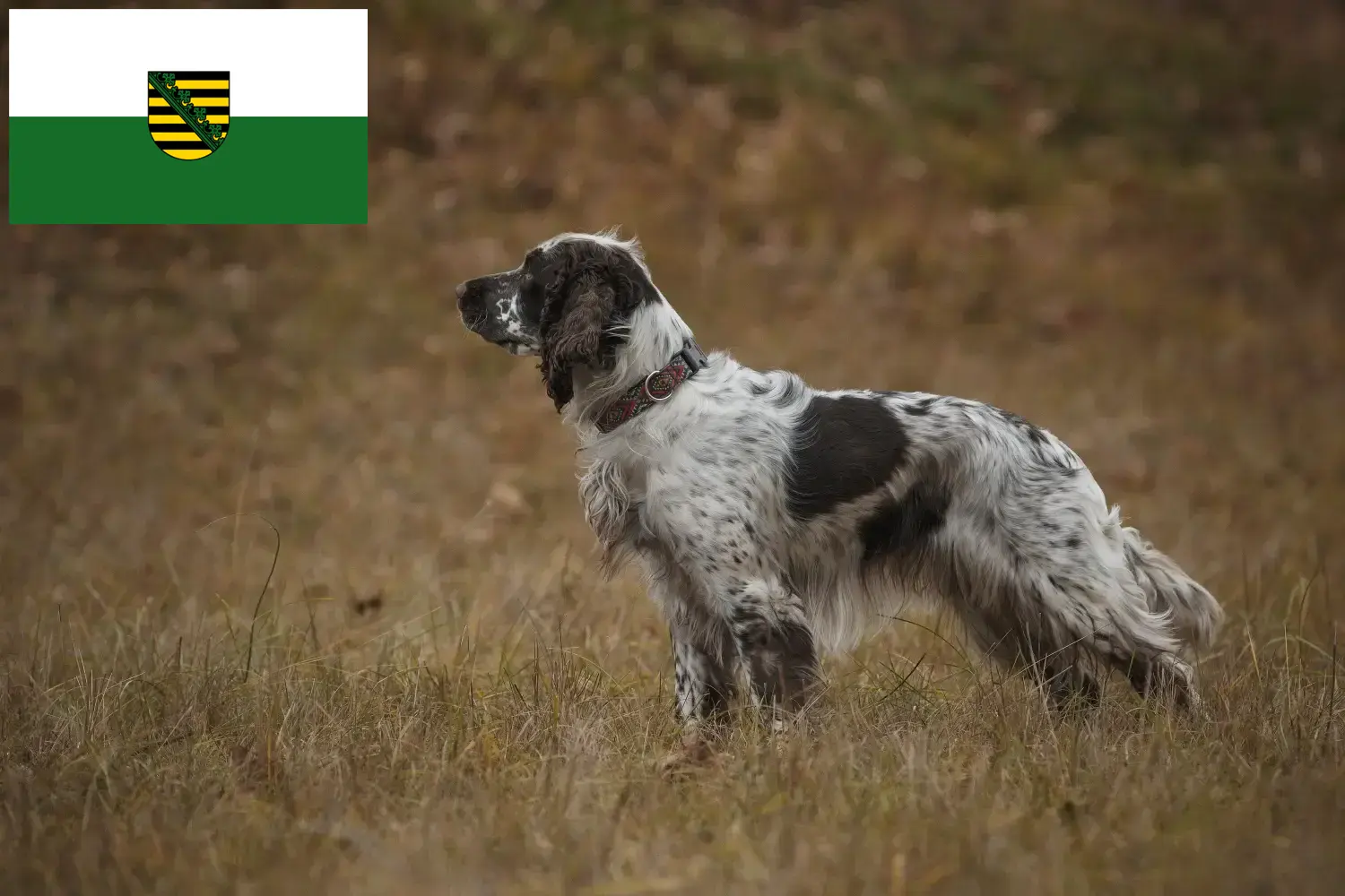 English Springer Spaniel Welpen und Züchter Sachsen Hier findest Du English Springer Spaniels Züchter in Sachsen.