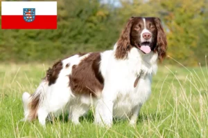 Read more about the article English Springer Spaniel Züchter und Welpen in Thüringen