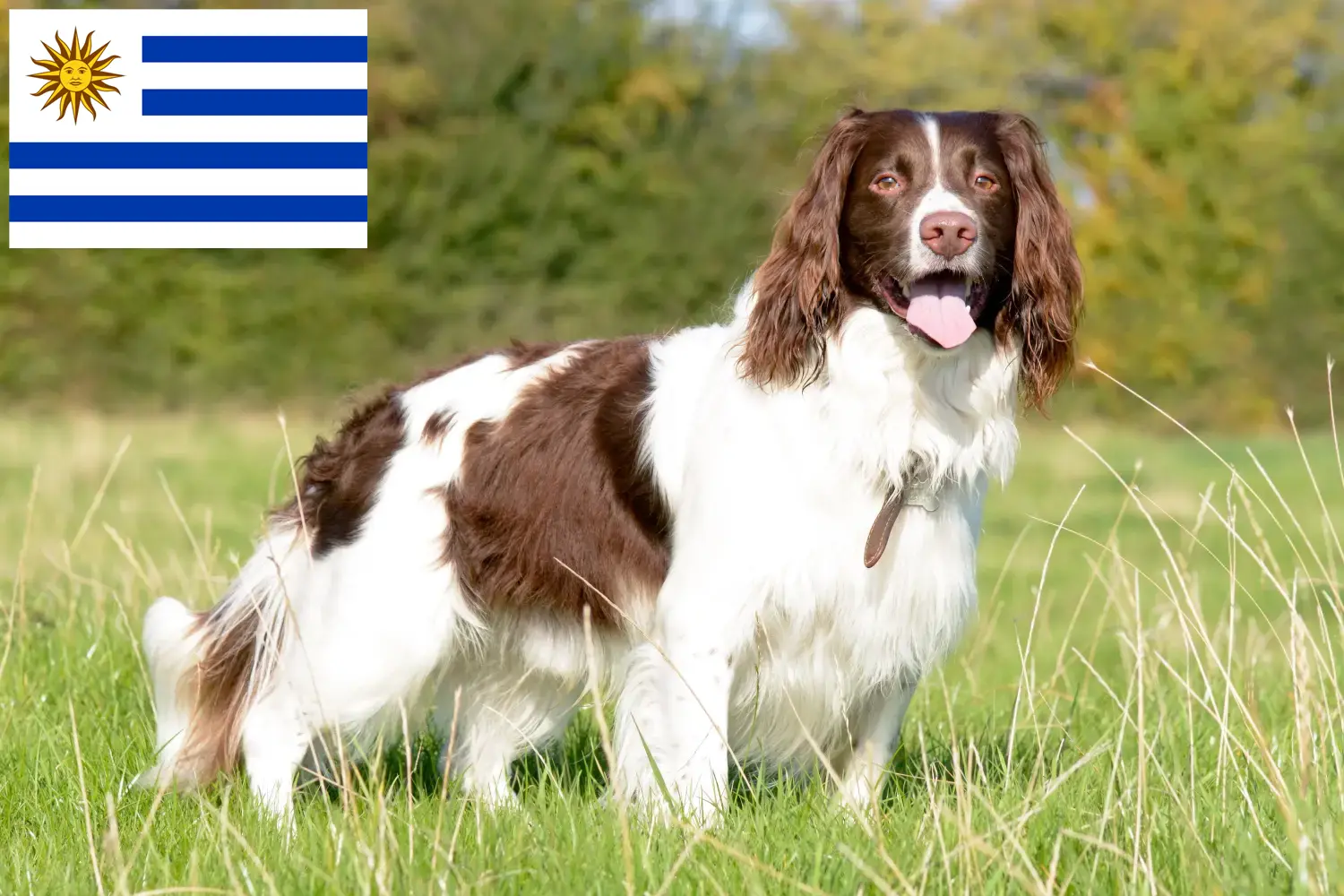 English Springer Spaniel Welpen und Züchter Uruguay Hier findest Du English Springer Spaniels Züchter in Uruguay.