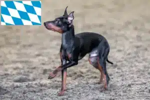 Read more about the article English Toy Terrier Züchter und Welpen in Bayern