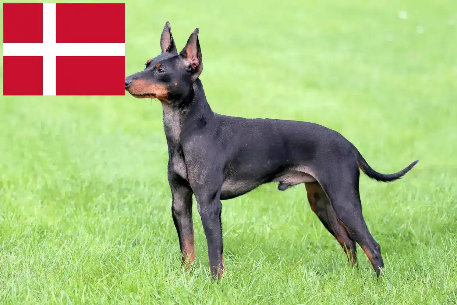 English Toy Terrier Welpen und Züchter Dänemark Hier findest Du English Toy Terrier Züchter in Dänemark.