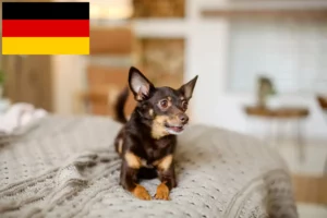 Read more about the article English Toy Terrier Züchter und Welpen in Deutschland