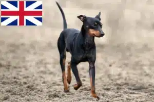 Read more about the article English Toy Terrier Züchter und Welpen in Großbritannien