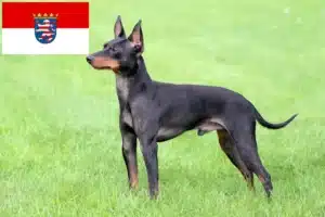 Read more about the article English Toy Terrier Züchter und Welpen in Hessen