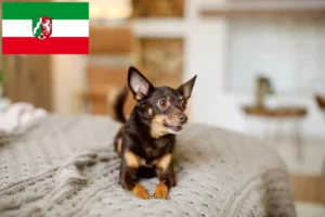 Read more about the article English Toy Terrier Züchter und Welpen in Nordrhein-Westfalen