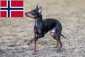 Read more about the article English Toy Terrier Züchter und Welpen in Norwegen