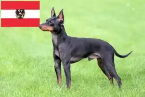 Mehr über den Artikel erfahren English Toy Terrier Züchter und Welpen in Österreich