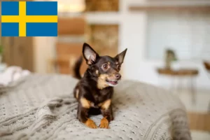 Read more about the article English Toy Terrier Züchter und Welpen in Schweden