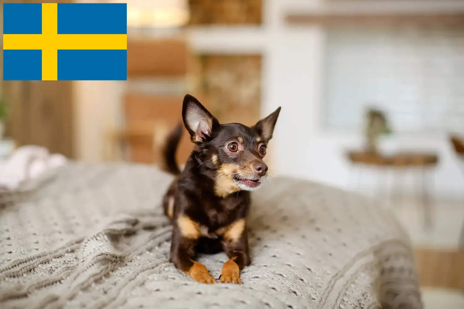 English Toy Terrier Welpen und Züchter Schweden Hier findest Du English Toy Terrier Züchter in Schweden.