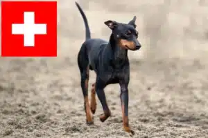 Read more about the article English Toy Terrier Züchter und Welpen in der Schweiz