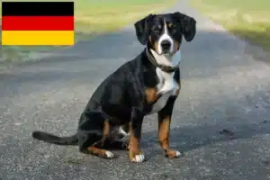 Read more about the article Entlebucher Sennenhund Züchter und Welpen in Deutschland