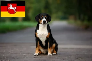 Read more about the article Entlebucher Sennenhund Züchter und Welpen in Niedersachsen