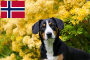 Read more about the article Entlebucher Sennenhund Züchter und Welpen in Norwegen