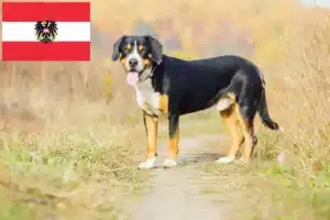 Read more about the article Entlebucher Sennenhund Züchter und Welpen in Österreich