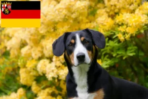 Read more about the article Entlebucher Sennenhund Züchter und Welpen in Rheinland-Pfalz