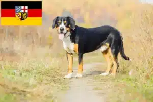 Read more about the article Entlebucher Sennenhund Züchter und Welpen im Saarland