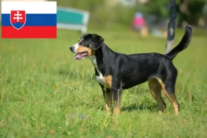 Read more about the article Entlebucher Sennenhund Züchter und Welpen in der Slowakei