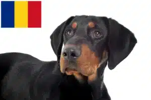 Mehr über den Artikel erfahren Erdélyi Kopó Züchter und Welpen in Rumänien