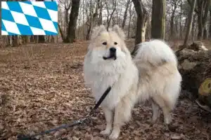 Read more about the article Eurasier Züchter und Welpen in Bayern