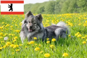 Read more about the article Eurasier Züchter und Welpen in Berlin