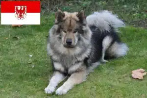 Read more about the article Eurasier Züchter und Welpen in Brandenburg