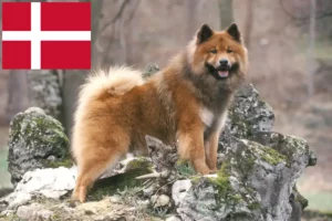 Read more about the article Eurasier Züchter und Welpen in Dänemark