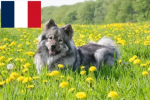 Read more about the article Eurasier Züchter und Welpen in Frankreich