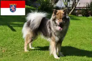 Read more about the article Eurasier Züchter und Welpen in Hessen