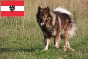 Read more about the article Eurasier Züchter und Welpen in Österreich