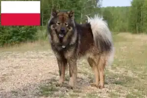 Read more about the article Eurasier Züchter und Welpen in Polen