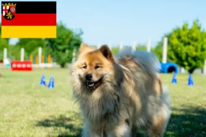 Read more about the article Eurasier Züchter und Welpen in Rheinland-Pfalz