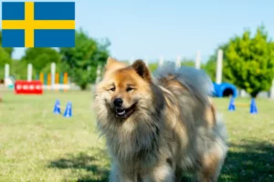 Read more about the article Eurasier Züchter und Welpen in Schweden